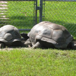 ALDABRA BREEDER