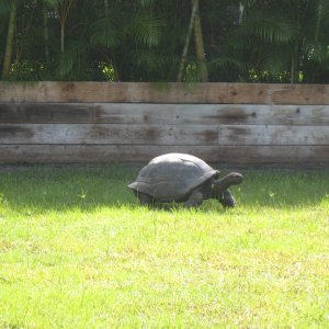ALDABRA BREEDER