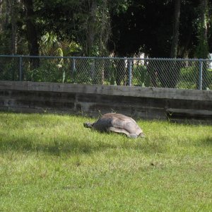 ALDABRA BREEDER