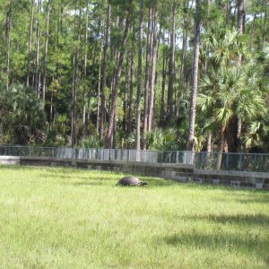 ALDABRA BREEDER