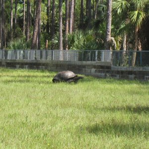 ALDABRA BREEDER
