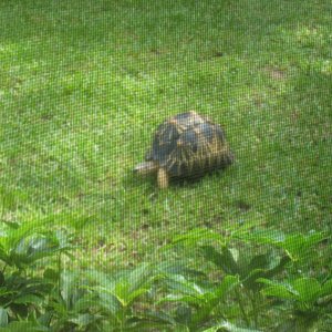 ALDABRA BREEDER