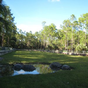ALDABRA BREEDER