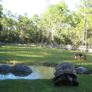 ALDABRA BREEDER