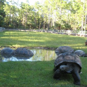 ALDABRA BREEDER