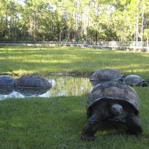 ALDABRA BREEDER