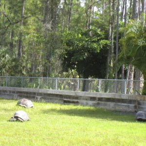 ALDABRA BREEDER