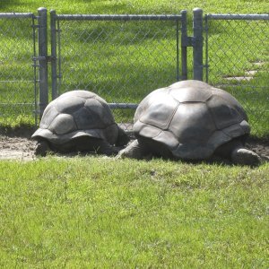 ALDABRA BREEDER