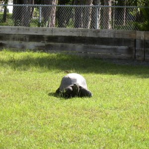ALDABRA BREEDER