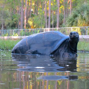 ALDABRA BREEDER