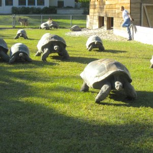 ALDABRA BREEDER