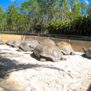 ALDABRA BREEDER