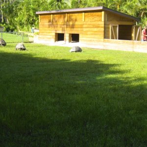 ALDABRA BREEDER