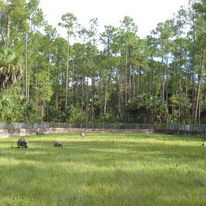 ALDABRA BREEDER