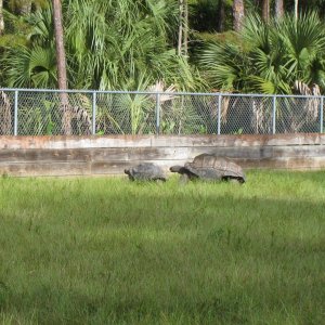 ALDABRA BREEDER