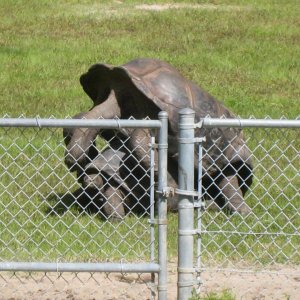 ALDABRA BREEDER