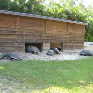 ALDABRA BREEDER