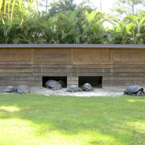 ALDABRA BREEDER
