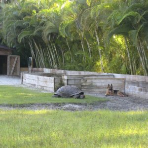 ALDABRA BREEDER