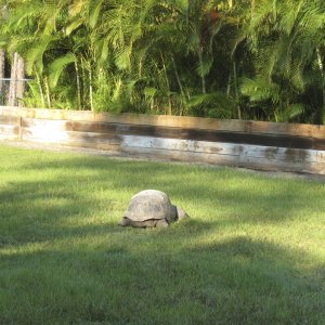ALDABRA BREEDER