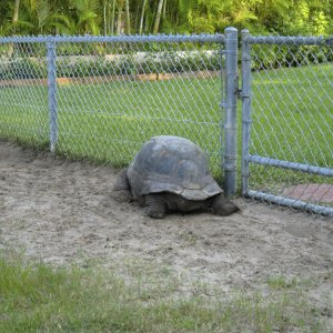 ALDABRA BREEDER