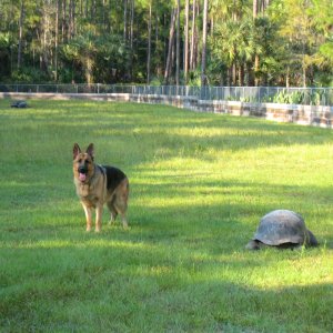 ALDABRA BREEDER