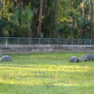 ALDABRA BREEDER