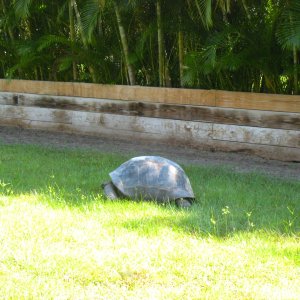ALDABRA BREEDER