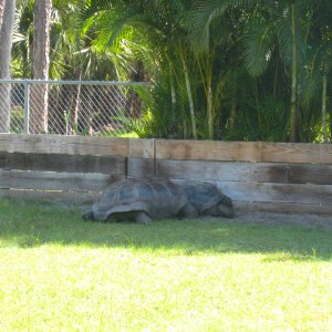 ALDABRA BREEDER