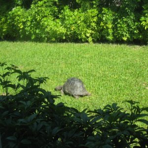 ALDABRA BREEDER