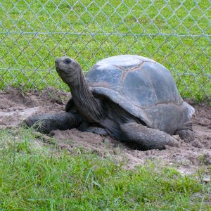 ALDABRA BREEDER