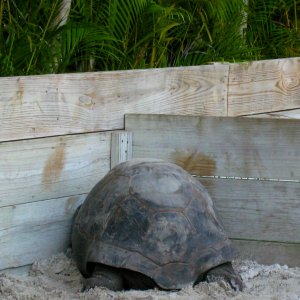 ALDABRA BREEDER