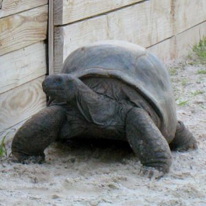 ALDABRA BREEDER