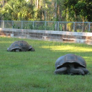 ALDABRA BREEDER