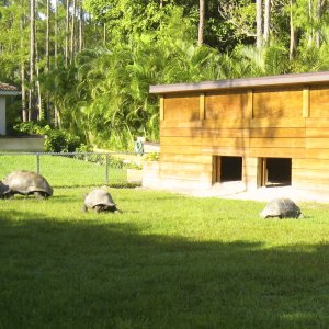 ALDABRA BREEDER