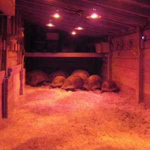 ALDABRA BREEDER