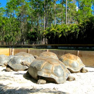 ALDABRA BREEDER