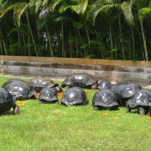 ALDABRA BREEDER