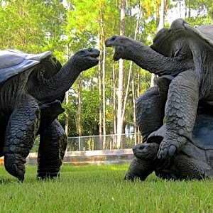 ALDABRA BREEDER