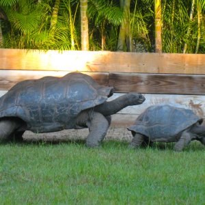 ALDABRA BREEDER