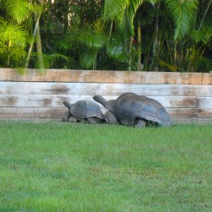 ALDABRA BREEDER