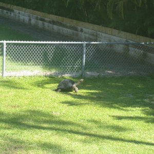 ALDABRA BREEDER