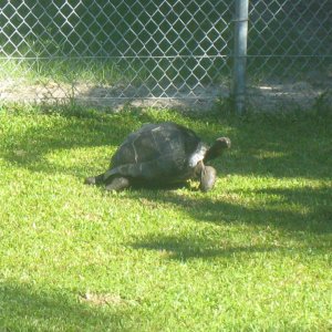 ALDABRA BREEDER