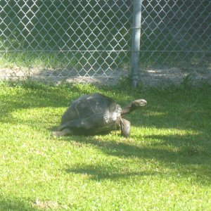 ALDABRA BREEDER