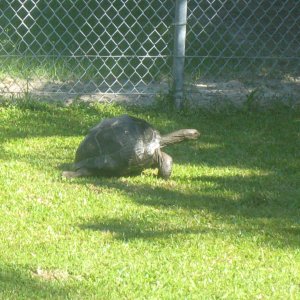 ALDABRA BREEDER
