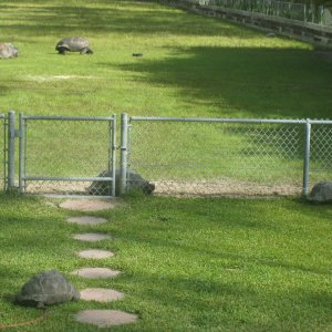 ALDABRA BREEDER