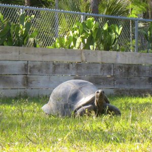ALDABRA BREEDER