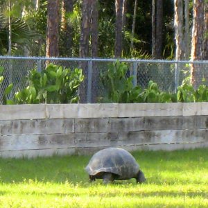 ALDABRA BREEDER