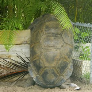 ALDABRA BREEDER