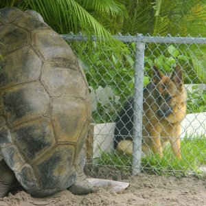 ALDABRA BREEDER